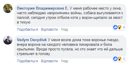 "Постоянно нападают": в Киеве хищники начали атаковать людей прямо на улицах