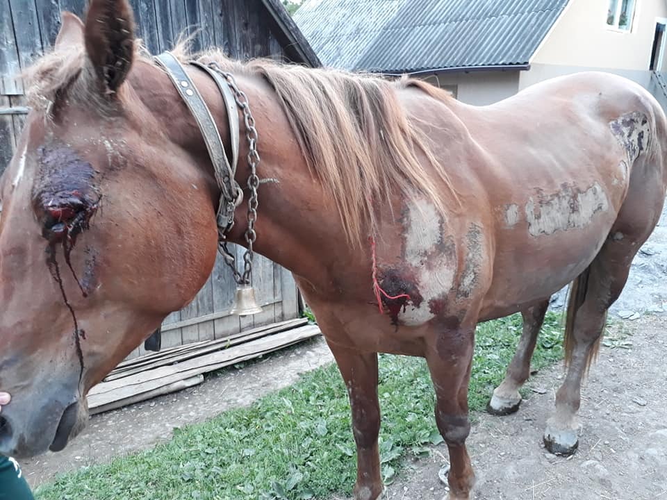 "Це не людина!" На Закарпатті колишній лісничий по-садистськи вчинив з конем