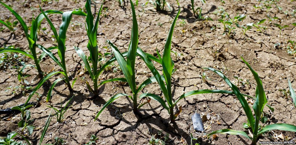 Почва на кукурузном поле потрескалась от жары. За всю весну дождь в Правде выпадал три раза