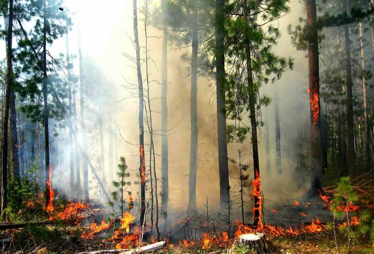 Украину могут охватить масштабные пожары: объявлен чрезвычайный уровень опасности
