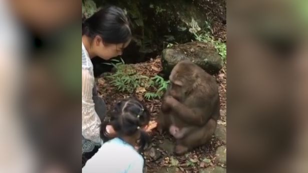 В Китае обезьяна "нокаутировала" девочку после угощений: момент попал на видео