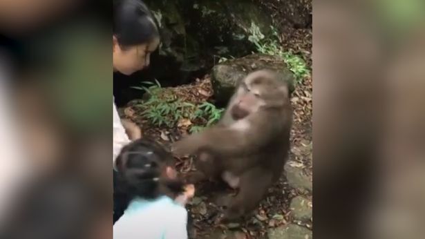 В Китае обезьяна "нокаутировала" девочку после угощений: момент попал на видео