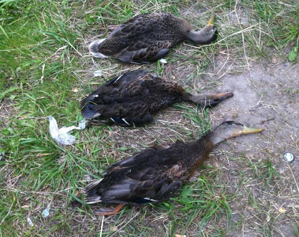 "СÑÐµÑ Ð¸Ð´ÐµÑ Ð½Ð° ÑоÑни": киевлÑне забили ÑÑÐµÐ²Ð¾Ð³Ñ Ð¸Ð·-за маÑÑового моÑа пÑиÑ