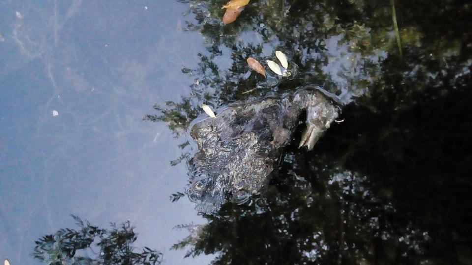 "СÑÐµÑ Ð¸Ð´ÐµÑ Ð½Ð° ÑоÑни": киевлÑне забили ÑÑÐµÐ²Ð¾Ð³Ñ Ð¸Ð·-за маÑÑового моÑа пÑиÑ