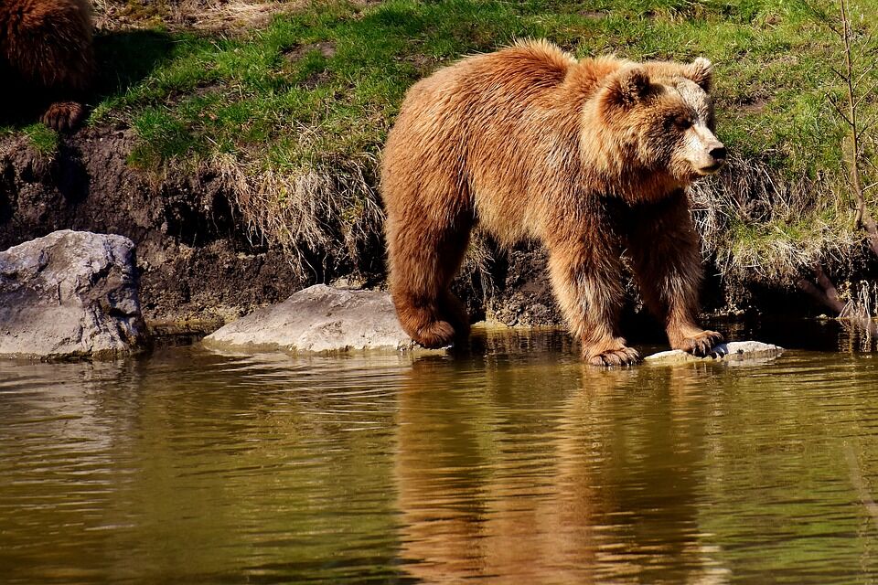 Спасают из ресторанов и цирков: на Львовщине открыли приют для медведей