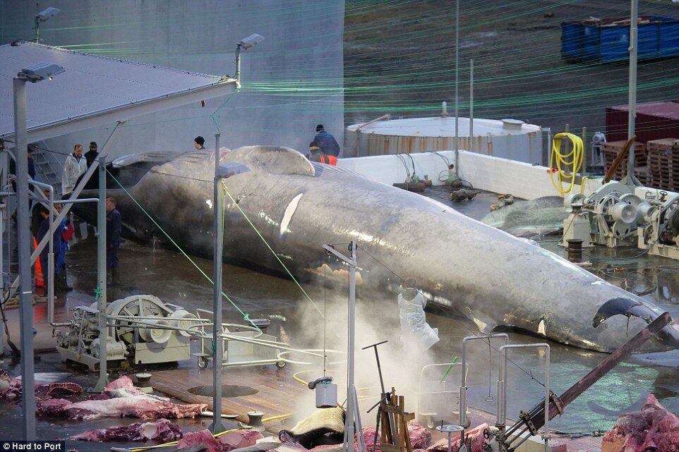 В Исландии убили самое большое животное в мире  