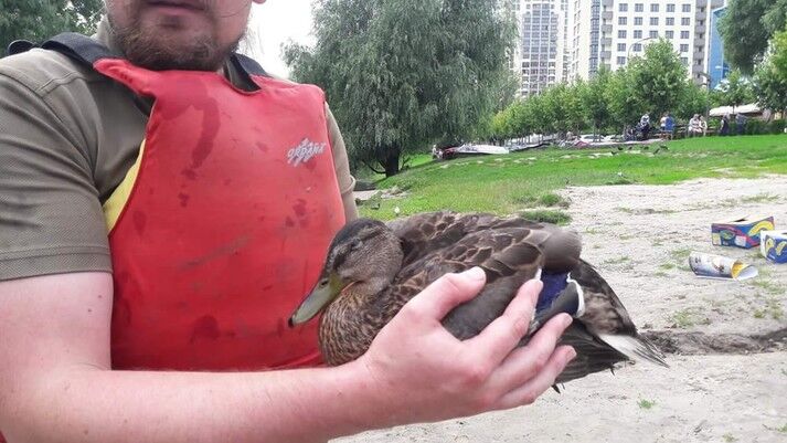 У Києві продовжують вмирати качки