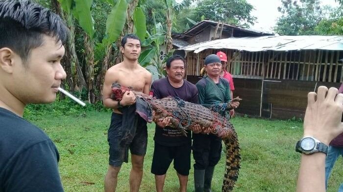 Кровавая месть: в Индонезии убили сотни крокодилов
