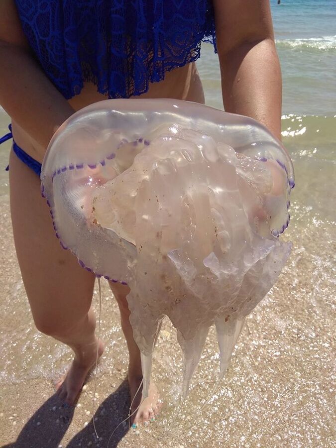 Гигантские медузы испугали отдыхающих на запорожском курорте