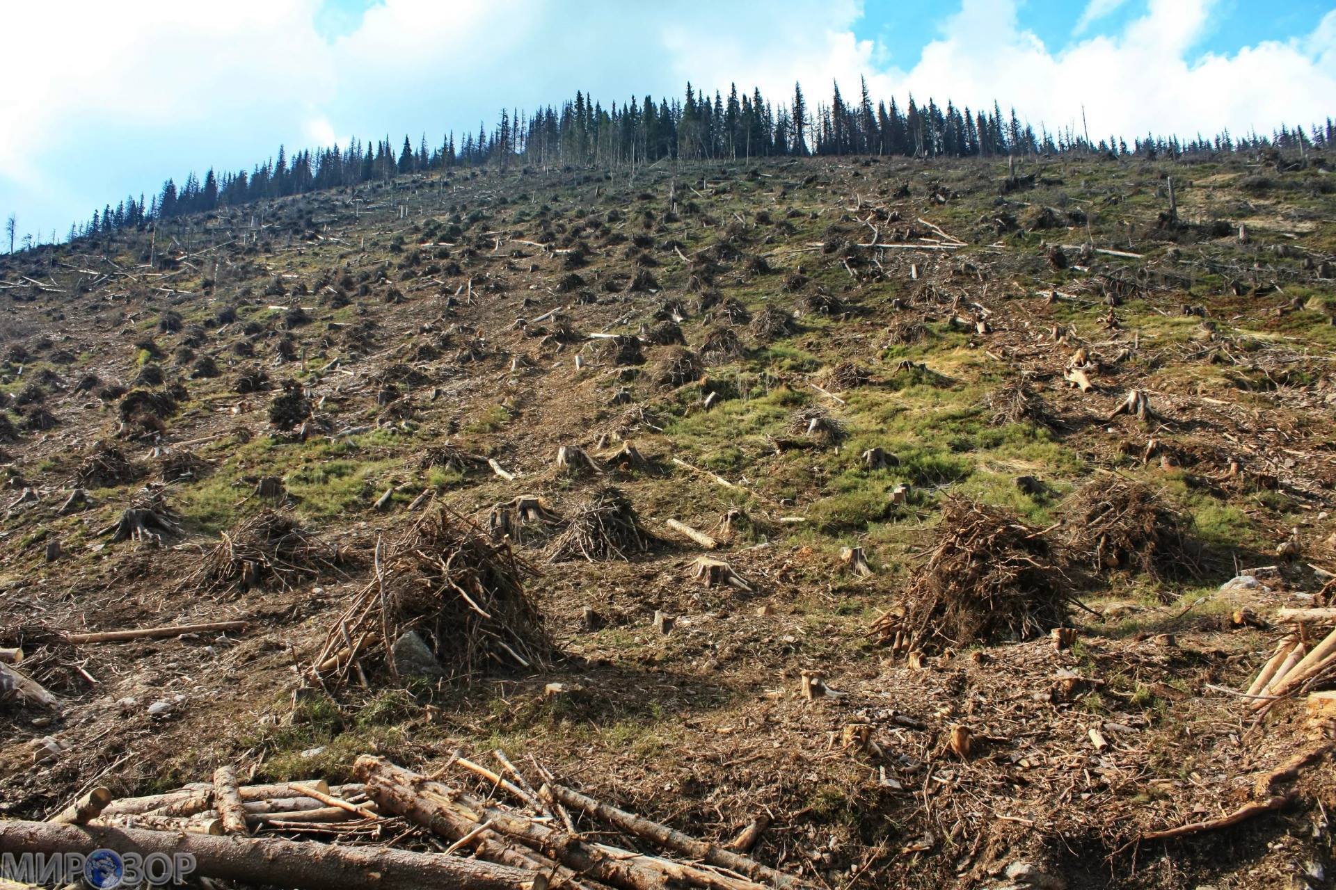 В Украине назрела катастрофа с вырубкой лесов