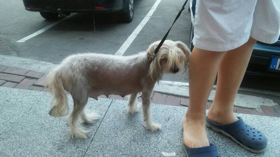 "Задолбали!" Ребенок всполошил киевлян жестокой выходкой со щенками