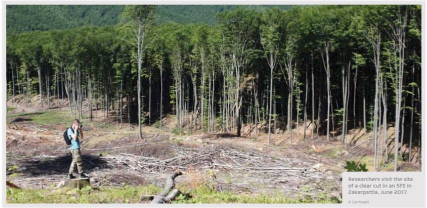 Контрабанда лісу-кругляка з України до Євросоюзу має катастрофічні масштаби