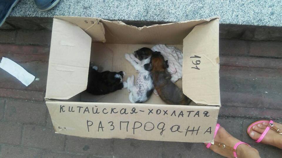 "Задолбали!" Ребенок всполошил киевлян жестокой выходкой со щенками