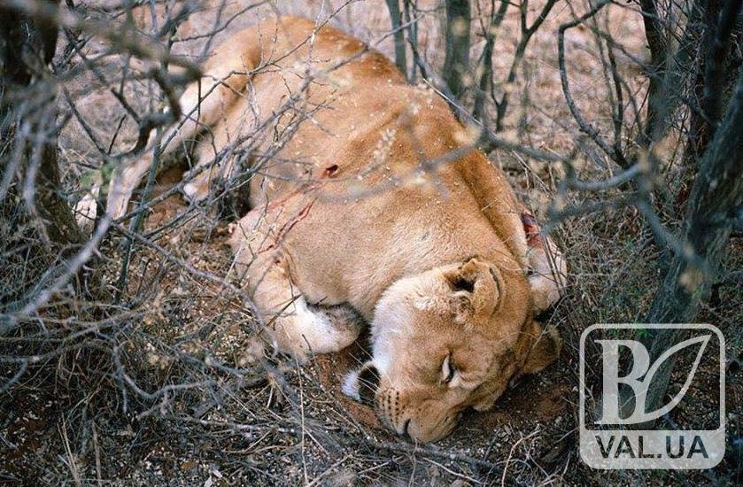 Убитая львица в Прилуках