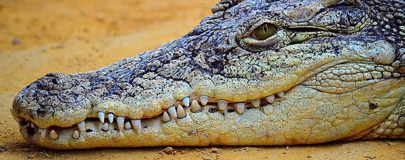Кровавая месть: в Индонезии убили сотни крокодилов