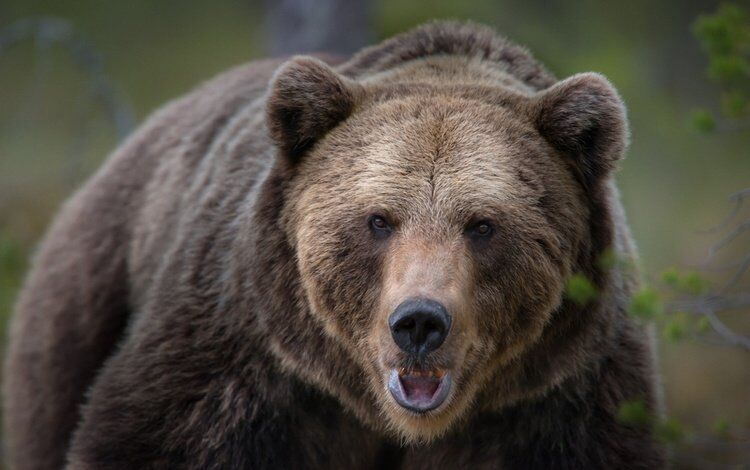 В России медведь пытался забраться в авто: момент попал на видео