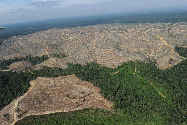 Масштабы вырубки леса в Украине
