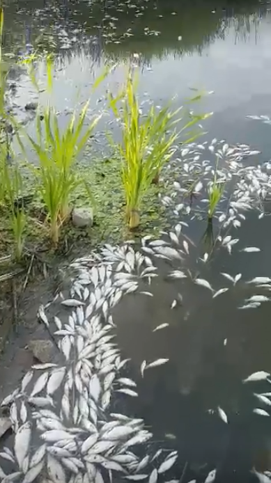 На Харьковщине произошел тотальный мор рыбы: жуткое видео