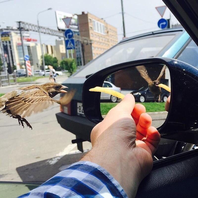 Отражение живет своей жизнью: странное фото птицы поразило сеть