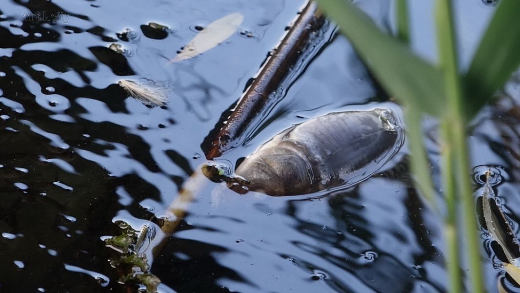 Вся река в мертвой рыбе: появились фото экологического бедствия в Украине