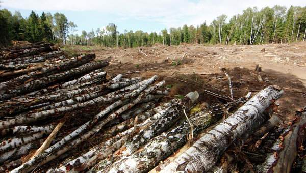 Вырубка леса в Украине