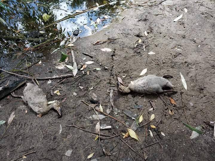 Гибнут вороны и крысы: в Киеве назревает экологическое бедствие