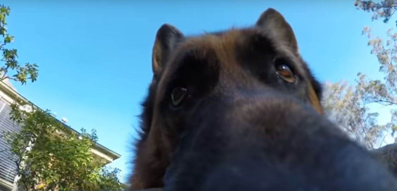 Собака-злодюжка стала зіркою мережі: смішне відео