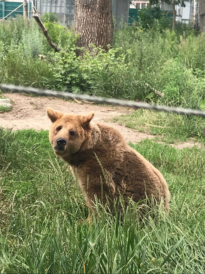 "Слезы наворачиваются": зоозащитник о приюте для медведей под Житомиром