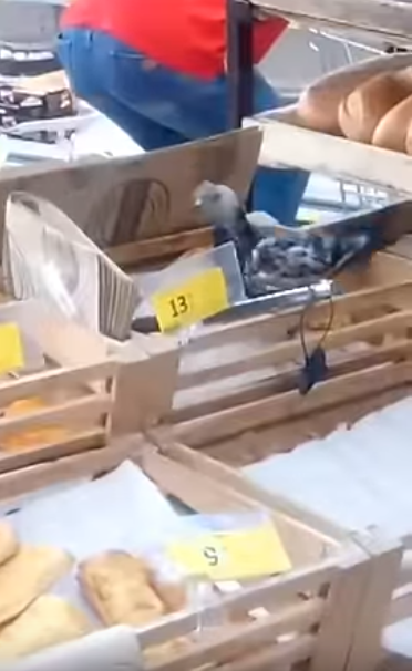 Клевала еду: в известном супермаркете Киева засекли птицу