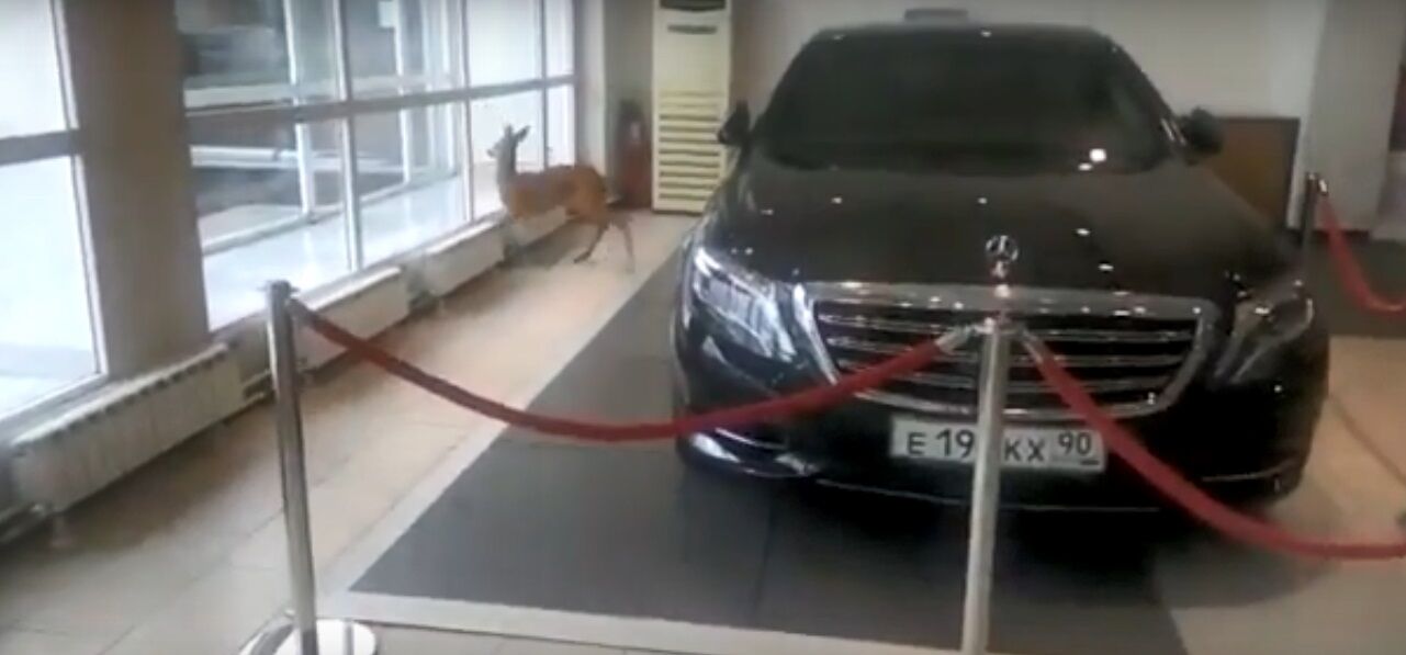 "Тільки не Mercedes!" Скажений олень влаштував бучу в елітному автосалоні Москви