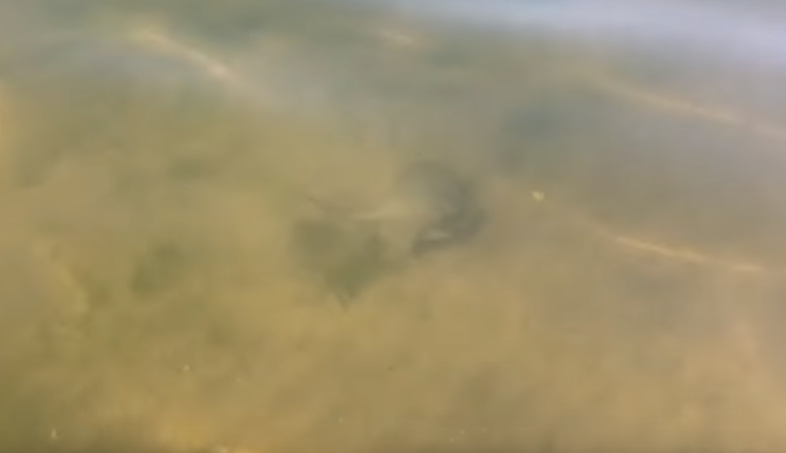 Пляжі Одеси атакували отруйні риби: відео