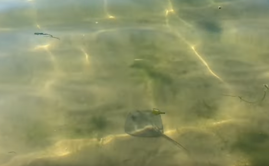 Пляжи Одессы атаковали ядовитые рыбы: видео