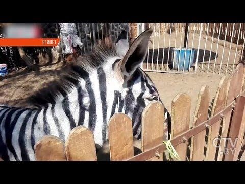 Ослы вместо зебр: зоопарк в Египте попался на забавном обмане