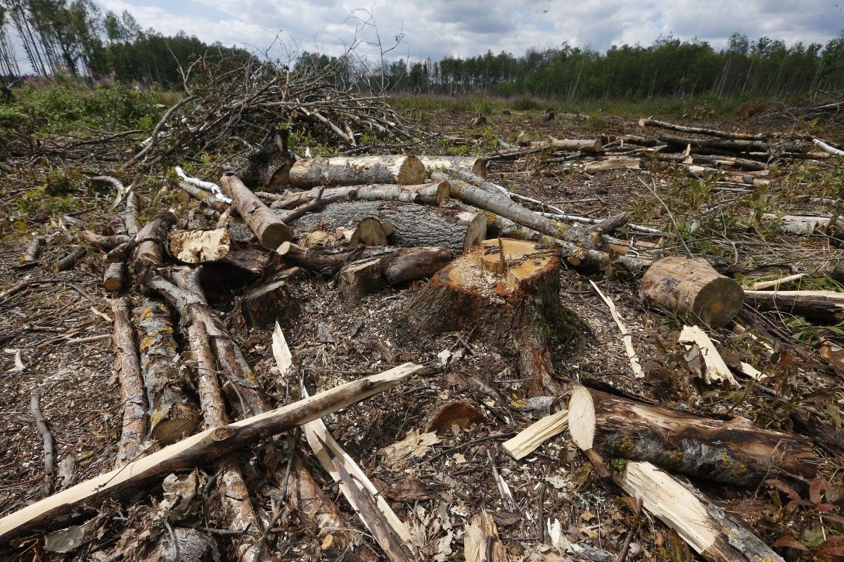 "Херсонщина скоро на пустелю перетвориться": Томенко про катастрофу з контрабандою лісу