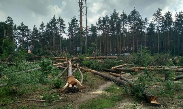 Под Киевом вырубили огромный участок леса: фото и видео