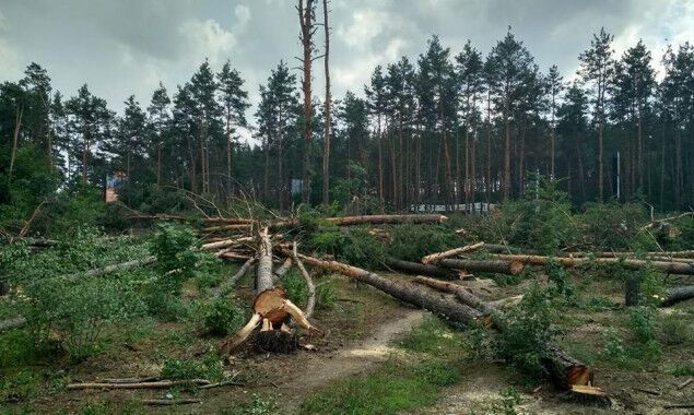 Під Києвом вирубали величезну ділянку лісу: фото і відео