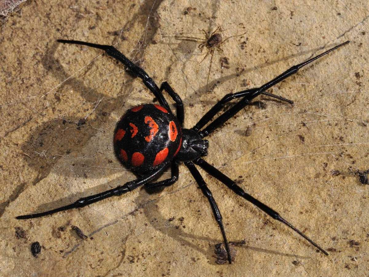 Нашествие ядовитых пауков в Запорожье: горожан предупредили об опасности