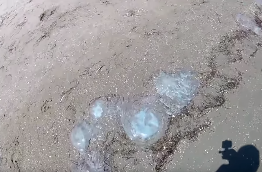 Украинский курорт атаковали огромные медузы 