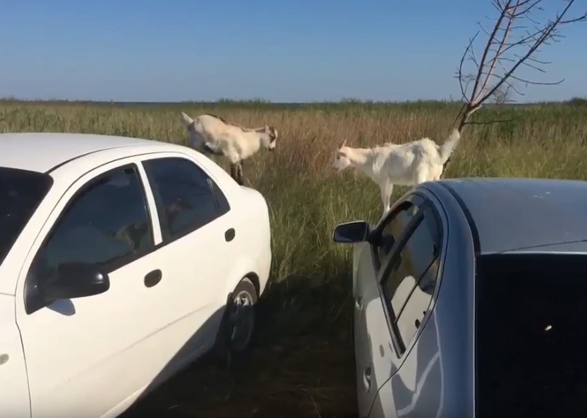 На запорізькому курорті козли стрибали по авто: момент зняли на відео
