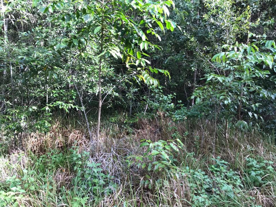 Знайди змію: загадка про єхидну поставила користувачів у глухий кут