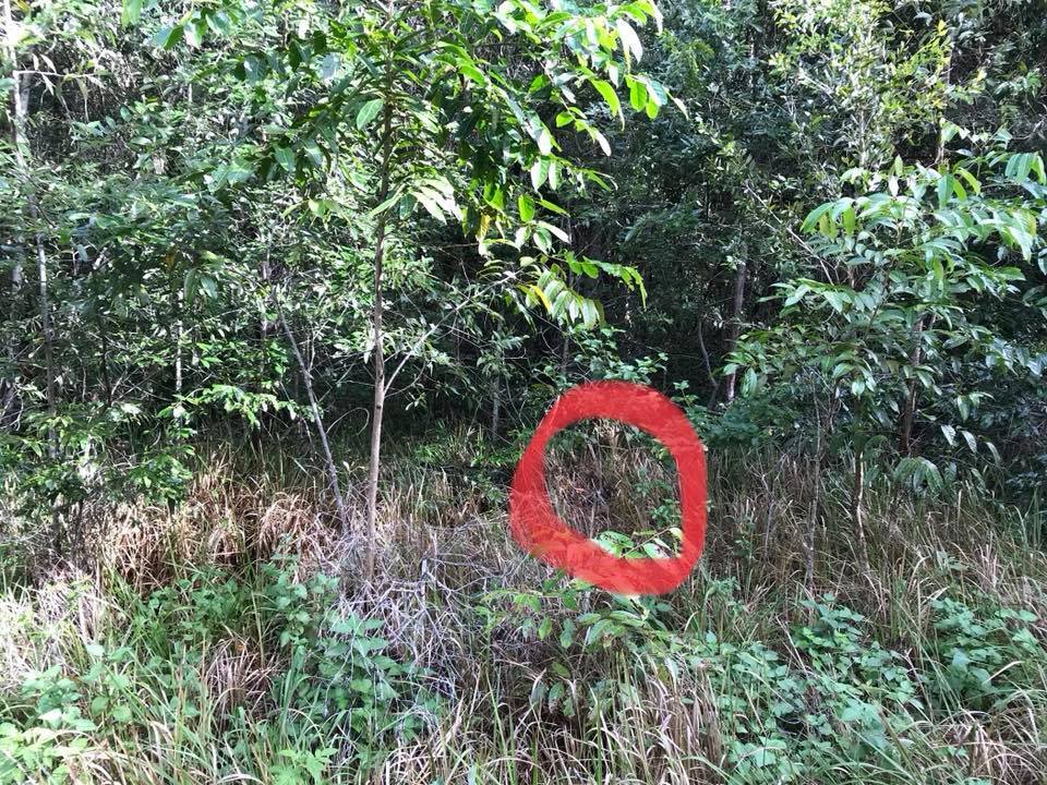 Знайди змію: загадка про єхидну поставила користувачів у глухий кут