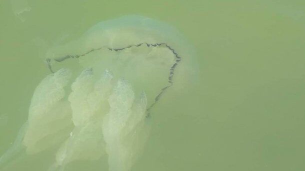 "Розміром з тазик": величезні медузи атакували туристів на Азовському морі