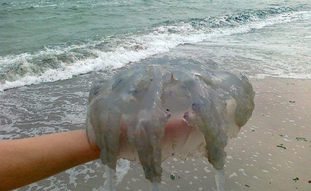 "Розміром з тазик": величезні медузи атакували туристів на Азовському морі