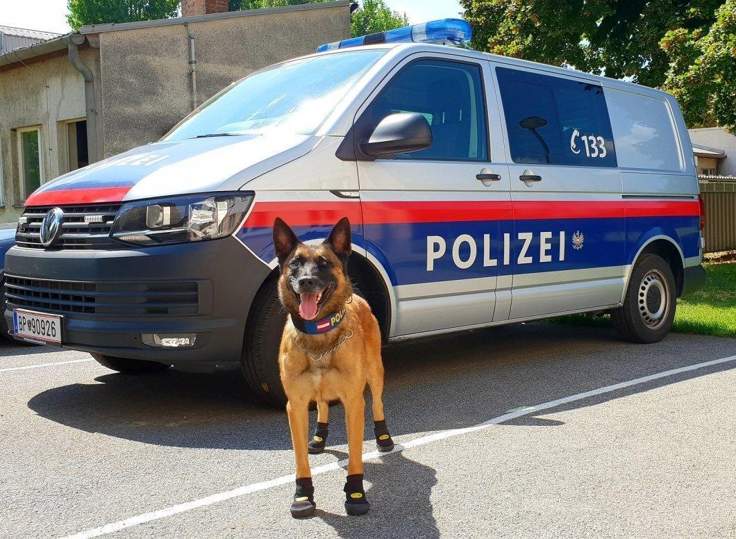 В Європі собакам-поліцейським через спеку видали спецекіпірування: фотофакт
