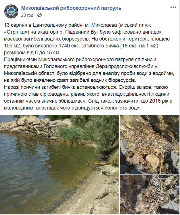 Берег усіяний трупами: в Миколаєві сталося екологічне лихо