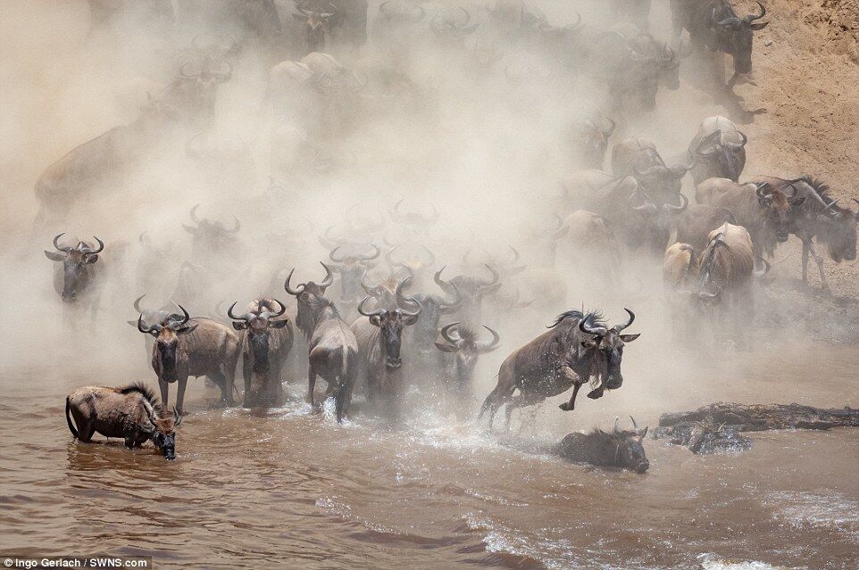 Прыгали в реку, кишащую крокодилами: в сети появились яркие фото миграции антилоп 