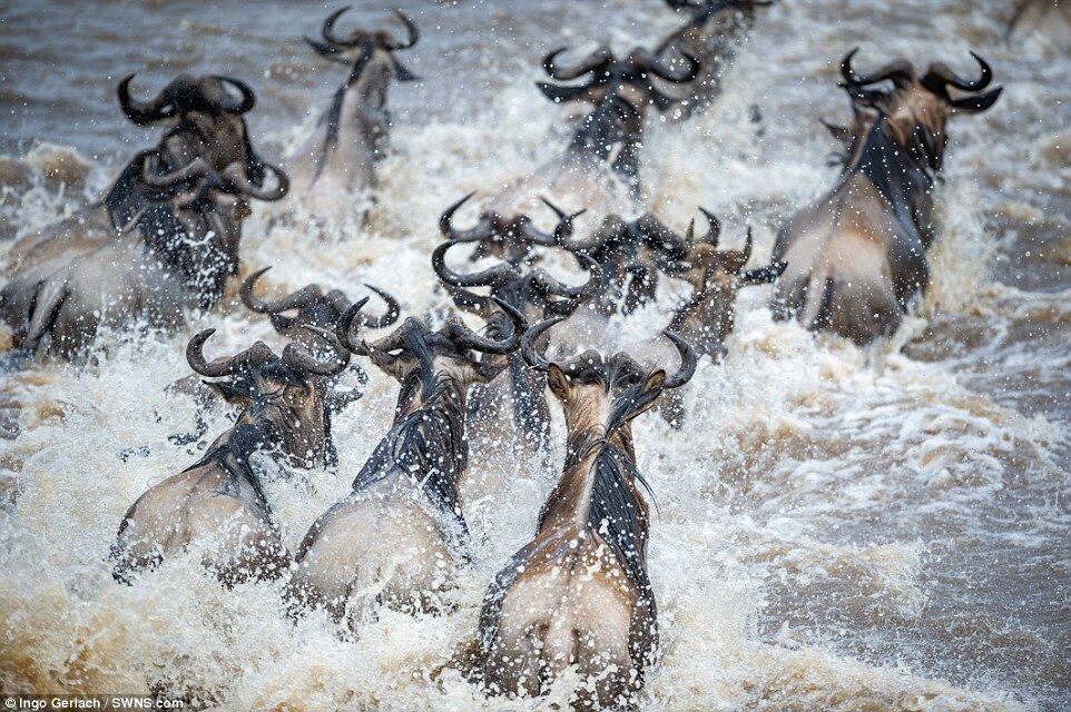 Прыгали в реку, кишащую крокодилами: в сети появились яркие фото миграции антилоп 