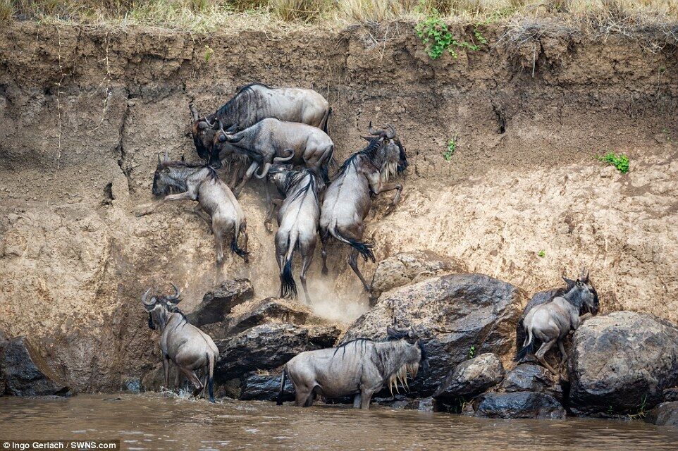 Стрибали в річку, що кишить крокодилами: в мережі з'явилися яскраві фото міграції антилоп