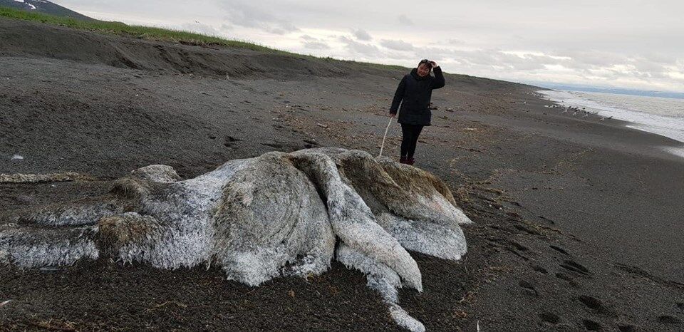 До берега Росії прибило величезного морського монстра: опубліковані фото