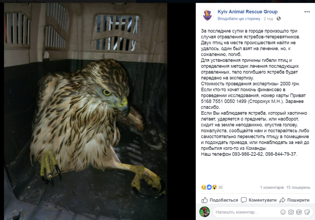 "Як сволота": у Києві почали підле полювання на хижих птахів